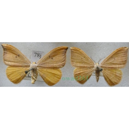 Watsonalla binaria (Hufnagel, 1767) pair Wycinka dwojaczka Czech78j